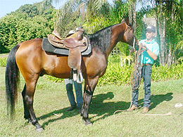 Prestígio: Haras de Penápolis é convidado para apresentação no Pan