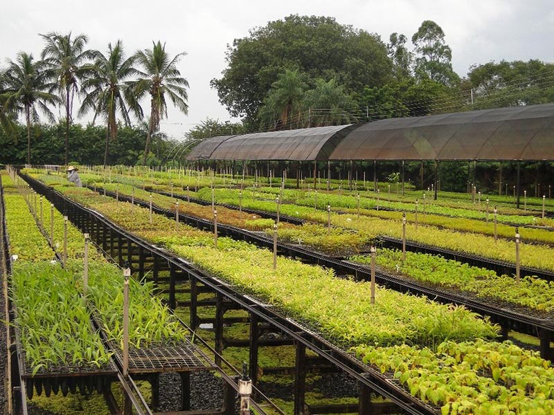 Ecofeira abre as atividades da Semana da Árvore hoje