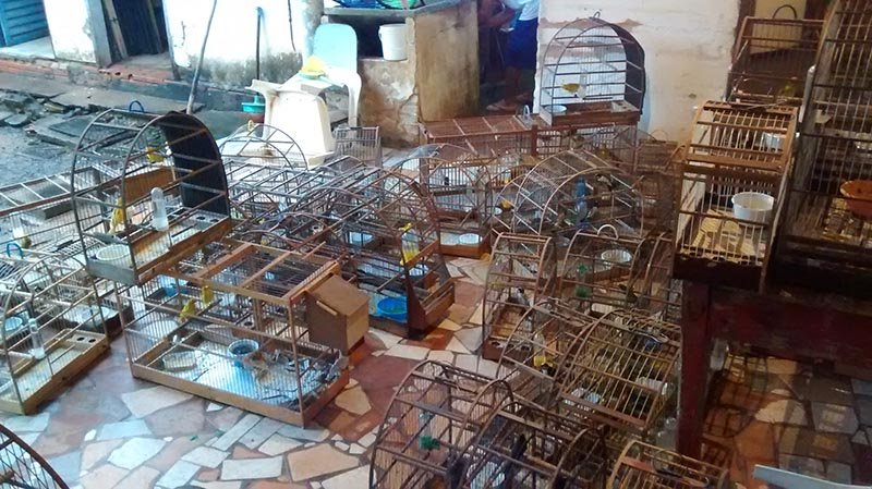 Homem é flagrado com 96 pássaros silvestres