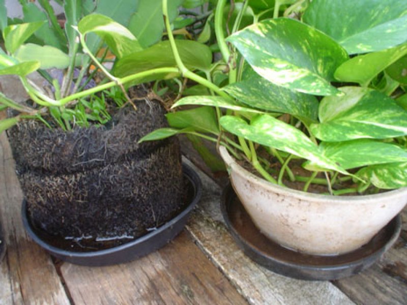 Em tempo chuvoso, população deve ficar alerta contra o Aedes