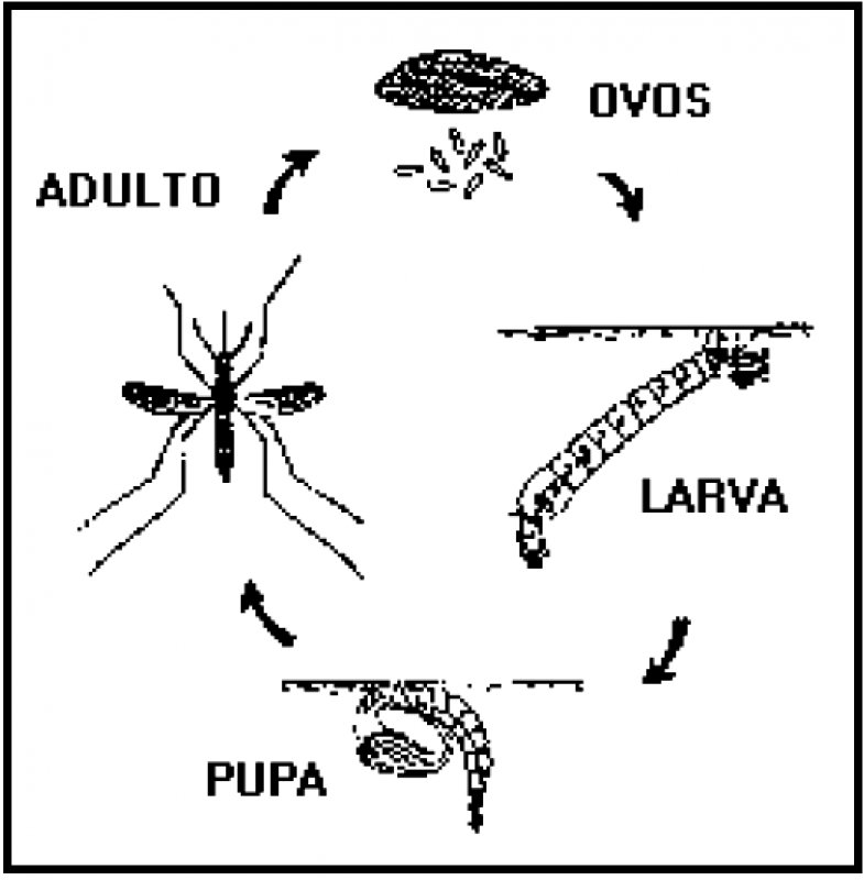 No verão, mosquito Aedes Aegypti se desenvolve em apenas 4 dias