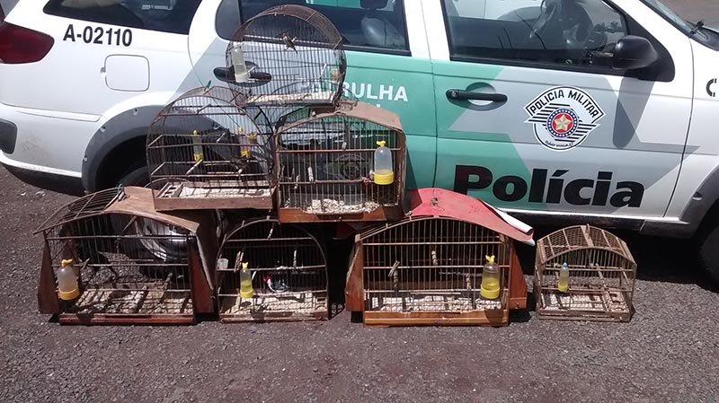 PM Ambiental flagra pássaros em cativeiro