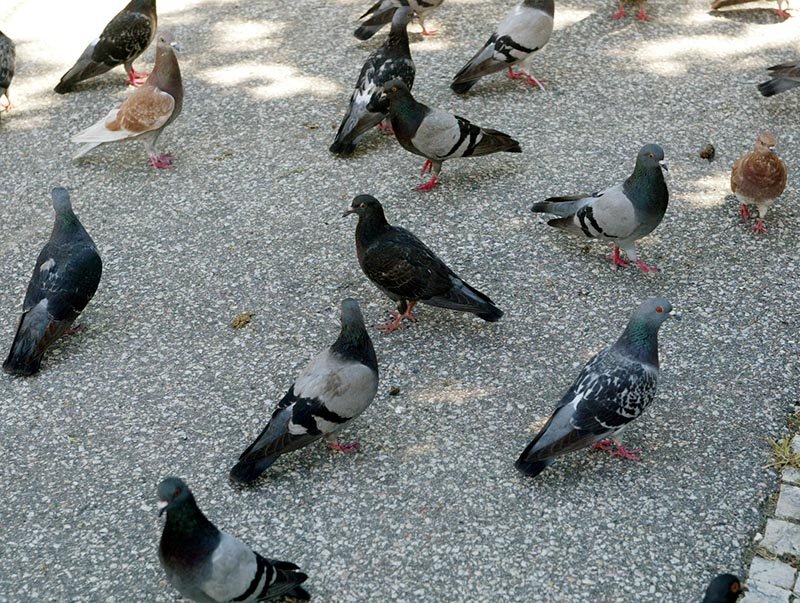 Câmara pede informações sobre pombos na cidade