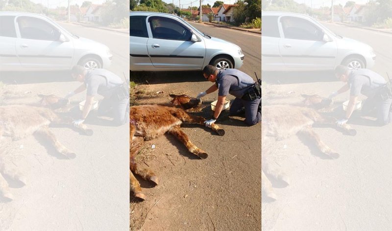 Foto: PM ajudando cavalo debilitado é repercussão na internet