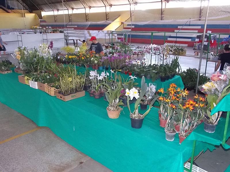 41ª Exposição de Orquídeas começa hoje em Penápolis