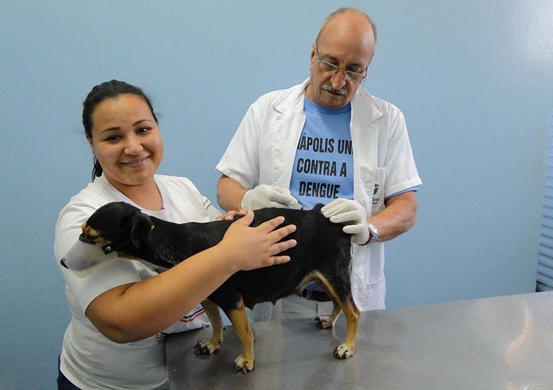 Contra a Raiva: Cães e gatos devem ser vacinados a partir do dia 20