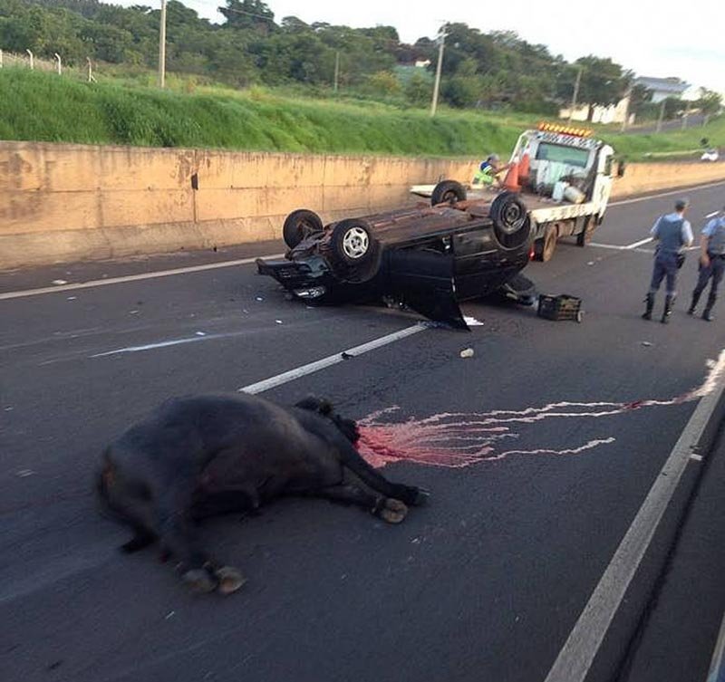 Homem morre após atingir búfalo em rodovia