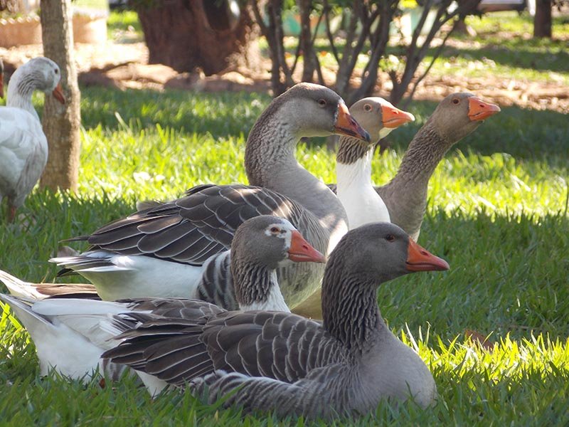 Aves no Santa Leonor viram discussão entre autoridades