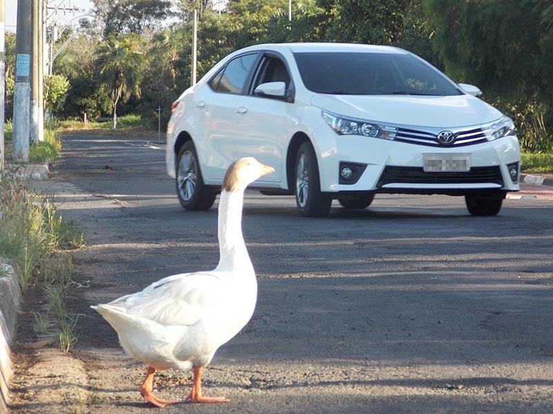 #Ficapato: Internautas defendem, no Facebook, permanência de aves
