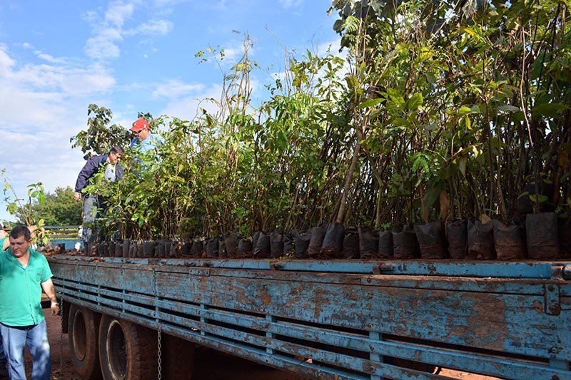 Diana Bioenergia doa 3 mil mudas para Consórcio Lajeado