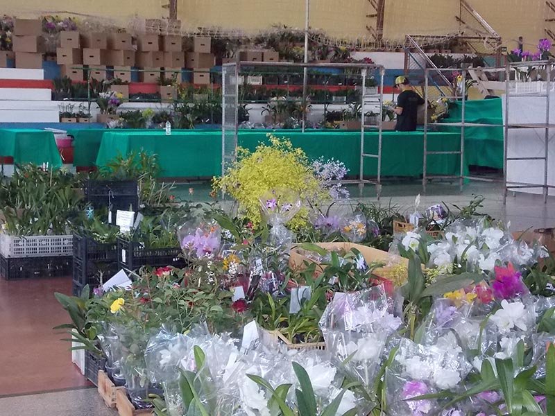 42ª Exposição de Orquídeas será realizada em agosto