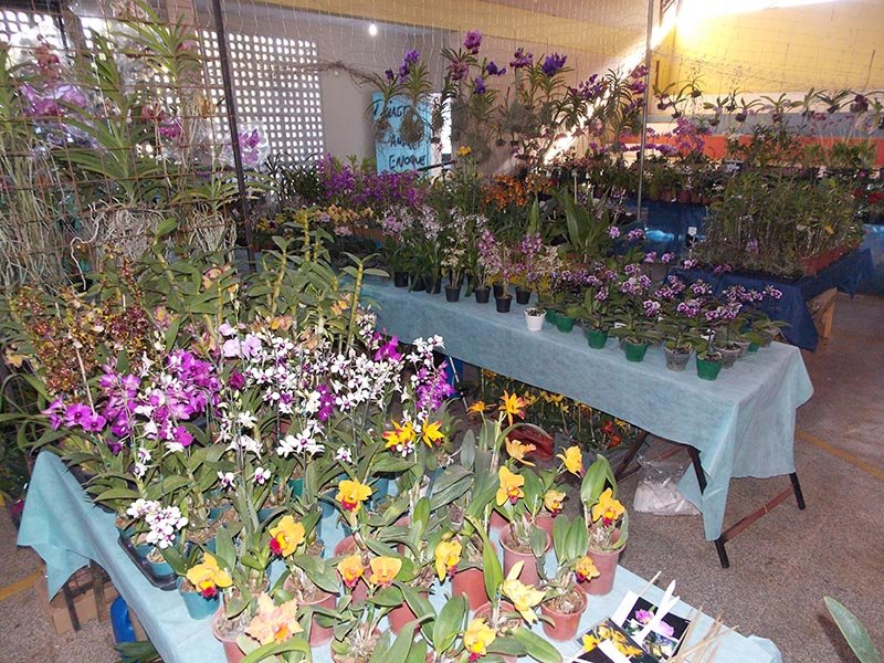 Tradição em orquídeas: Exposição mostra a beleza de diferentes espécies