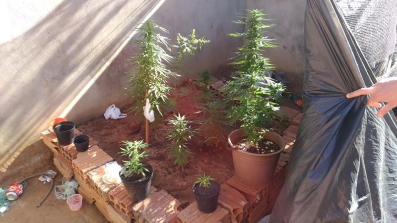 Jovens são detidos cultivando maconha em casa