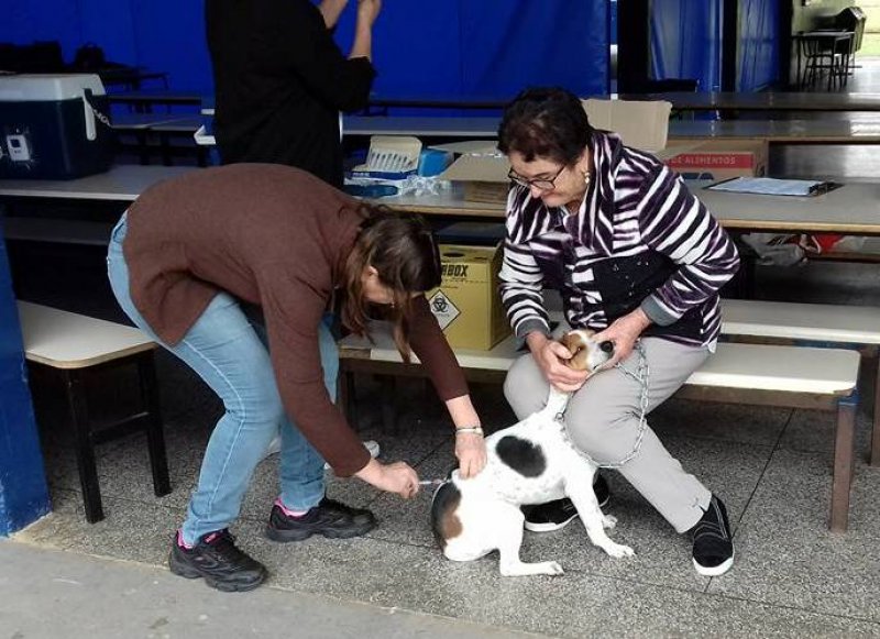 Hoje é dia de vacinar os animais contra a raiva