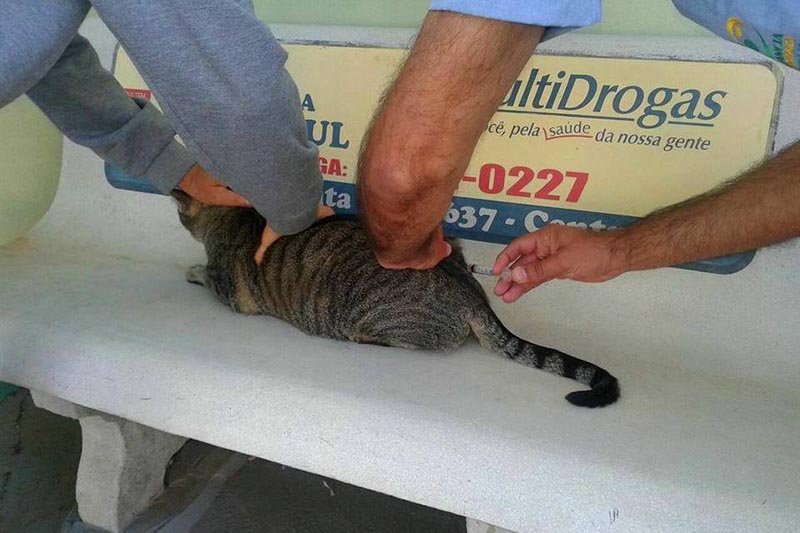 Último sábado para vacinar cães e gatos contra a raiva
