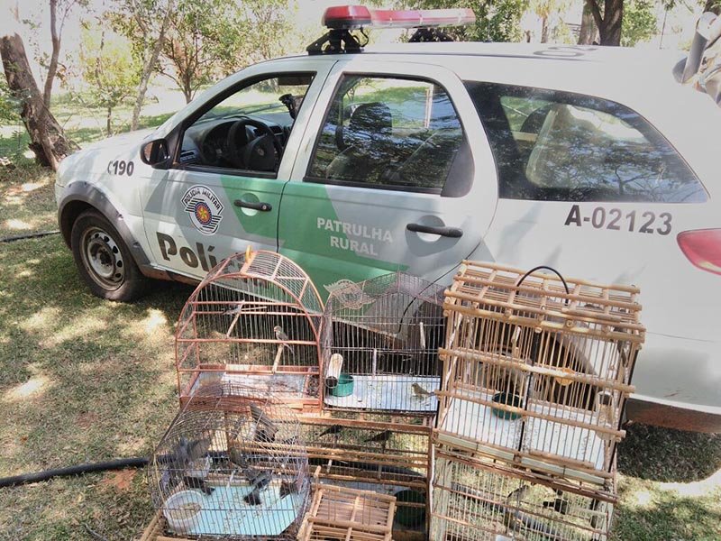 Polícia Ambiental encontra pássaros em cativeiro em Braúna