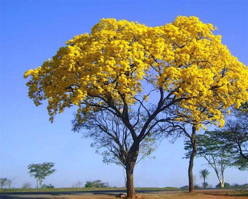 Câmara aprova Ipê Amarelo como árvore símbolo de Penápolis