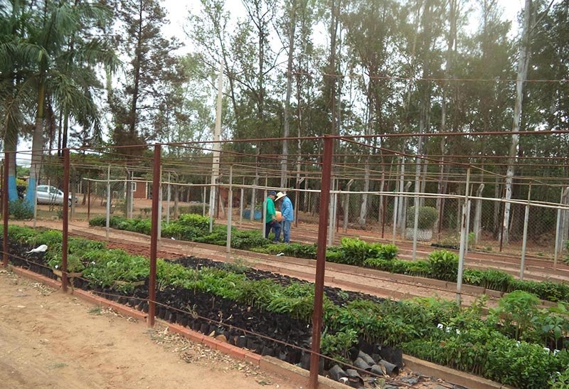 Consórcio Ribeirão Lajeado recebe 18 mil mudas para recuperação de manancial
