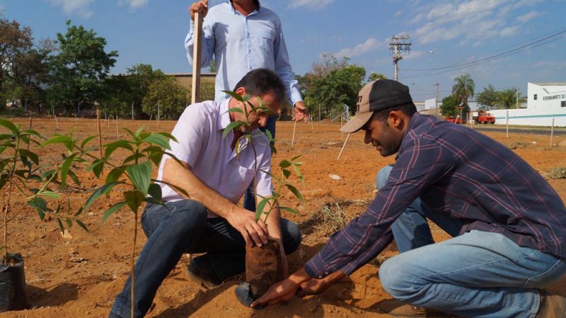 Área verde no Jardim Morumbi recebe plantio de 300 árvores