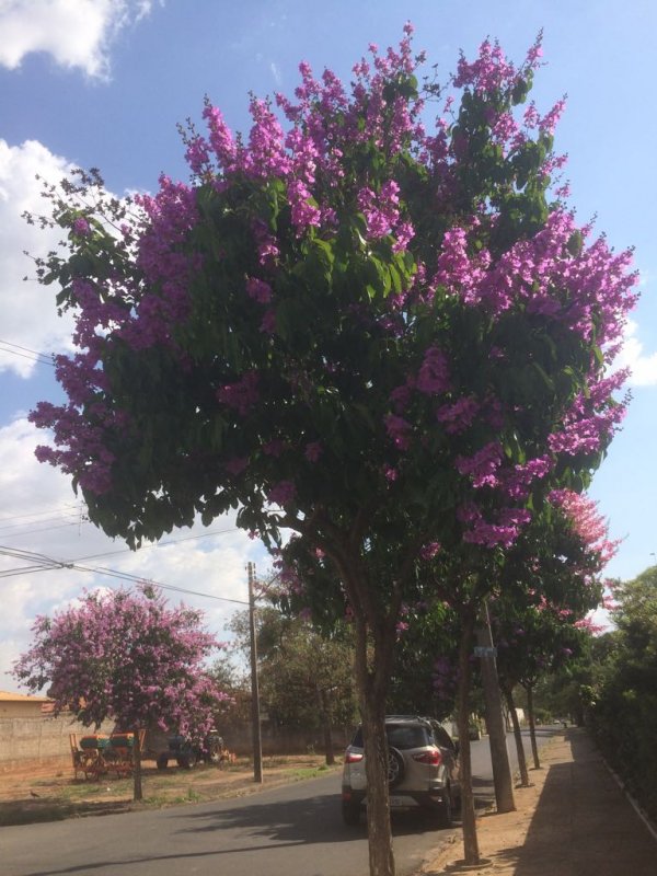 Vestidas de Rosa