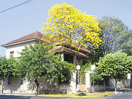 A beleza dos ipês amarelos