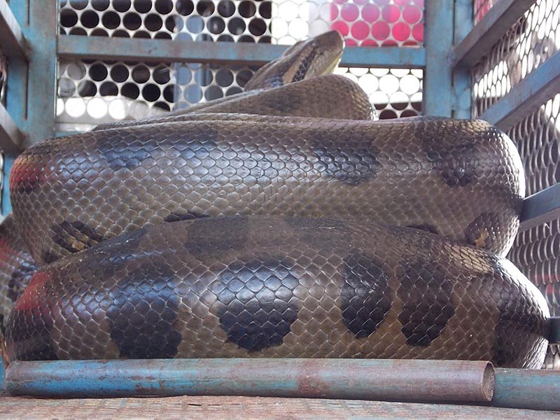 Sucuri de cinco metros é encontrada no Maria Chica