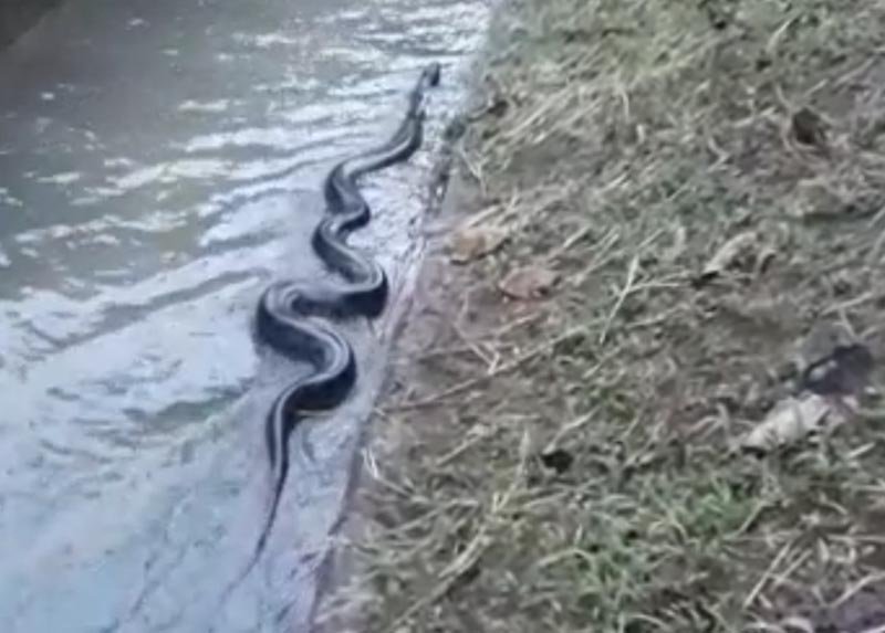 Outra cobra sucuri, de 4 metros, é encontrada em córrego