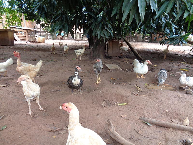 Vigilância alerta sobre proibição de criação de galinhas