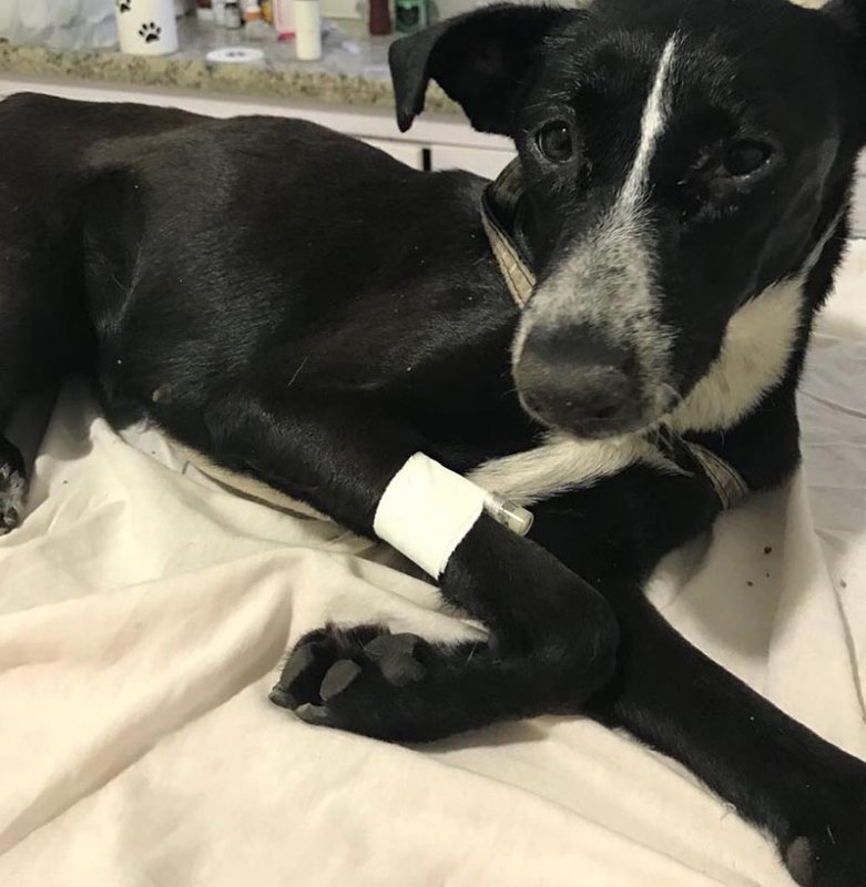 Cachorra ferida com golpes de facão recebe tratamento e causa repercussão na internet