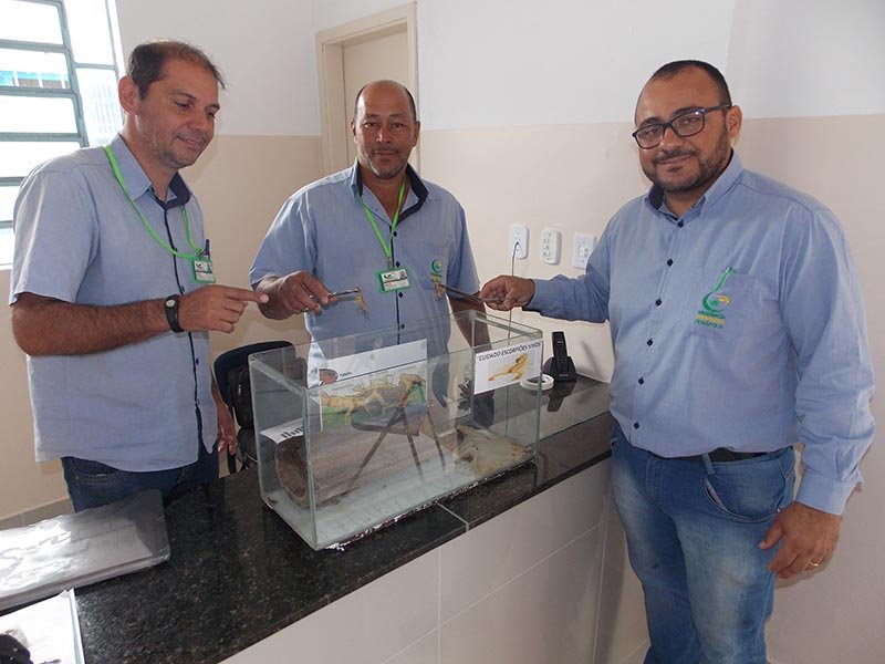 Penápolis registrou 122 ataques de escorpiões em 2017