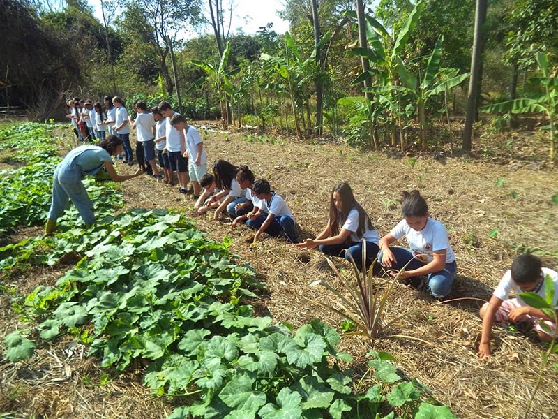 Agroflorestas: Alunos conhecem sistema para produção de alimentos
