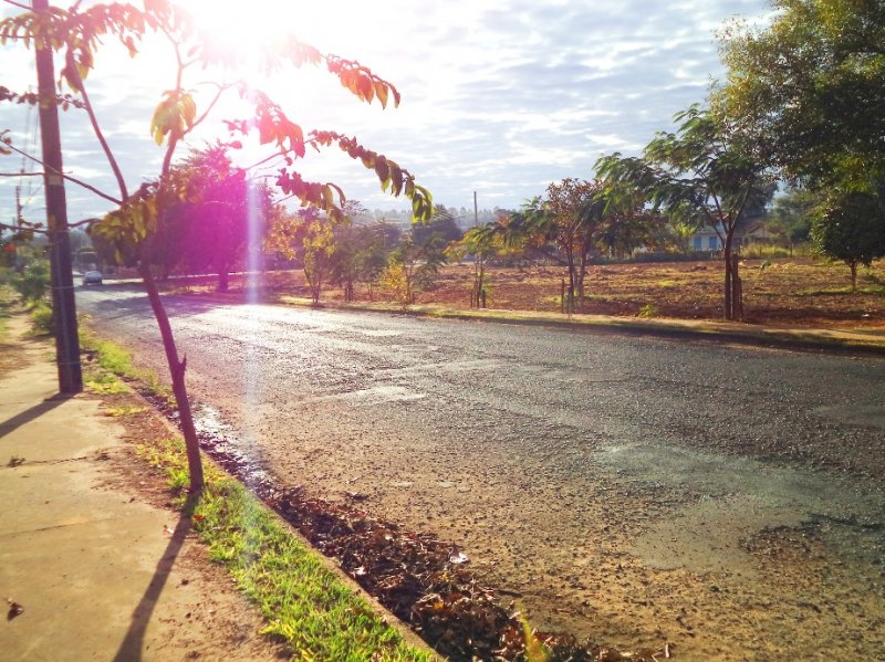 Penápolis tem seis pilotos de Floresta Urbana em andamento