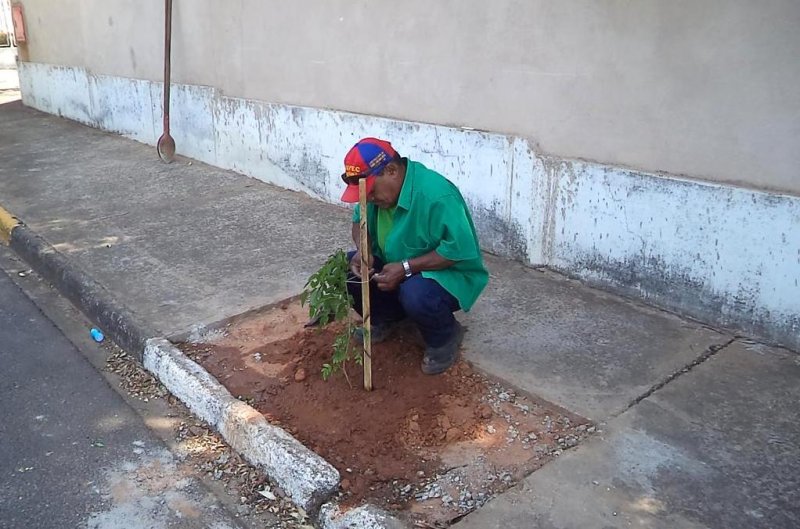 Espaço Árvore: Projeto de arborização urbana é ampliado na cidade