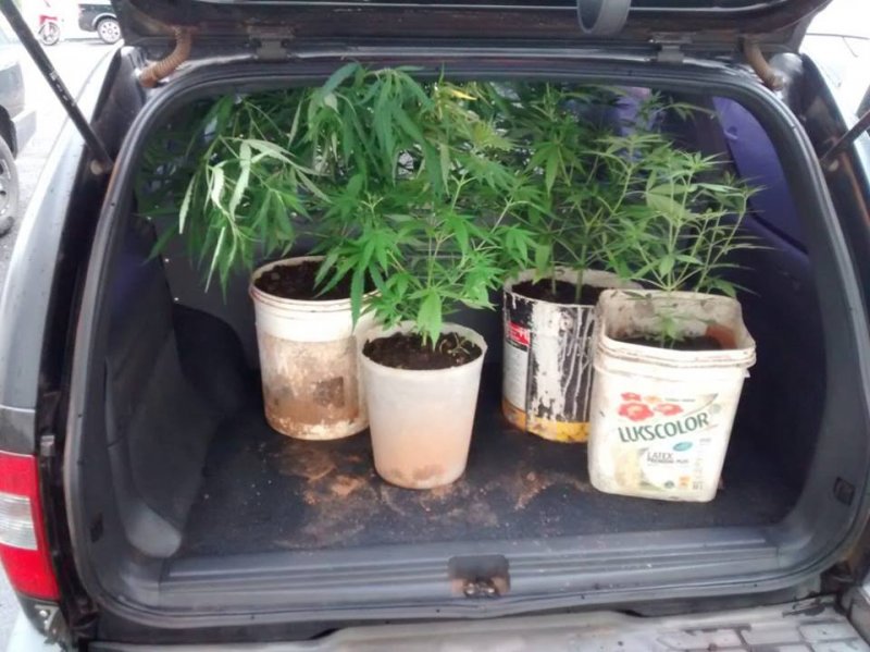Homem é preso acusado de cultivar pés de maconha