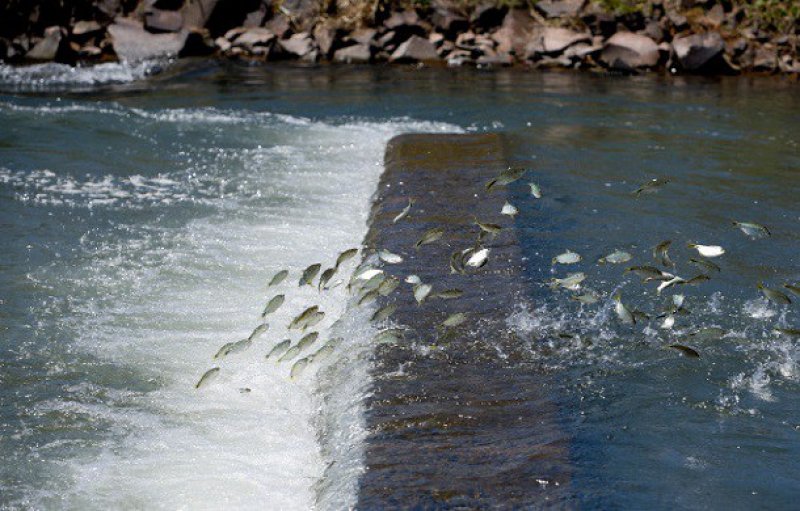 Programa de Manejo Pesqueiro da AES Tietê inicia fase de reprodução de peixes