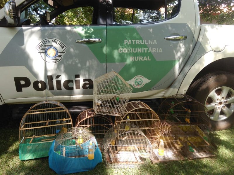 Polícia Ambiental encontra pássaros nativos em cativeiro