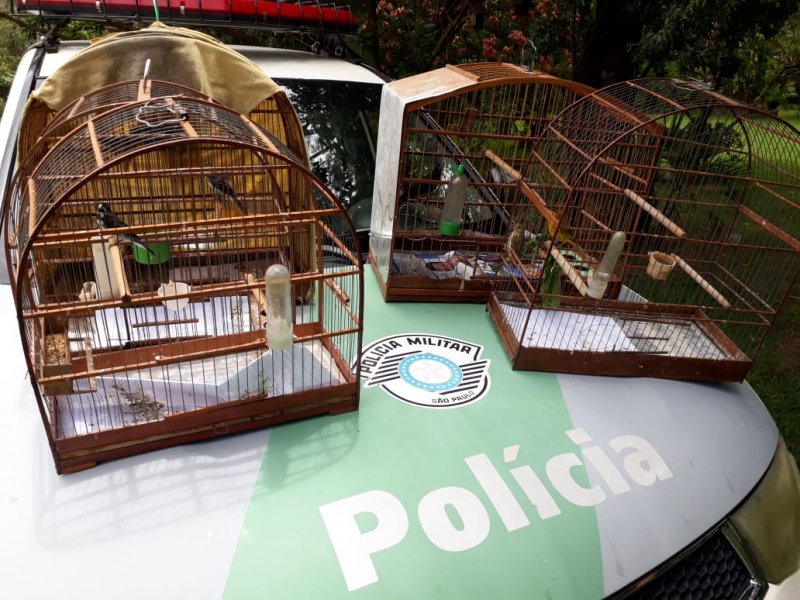 Polícia Ambiental encontra pássaros nativos em cativeiro