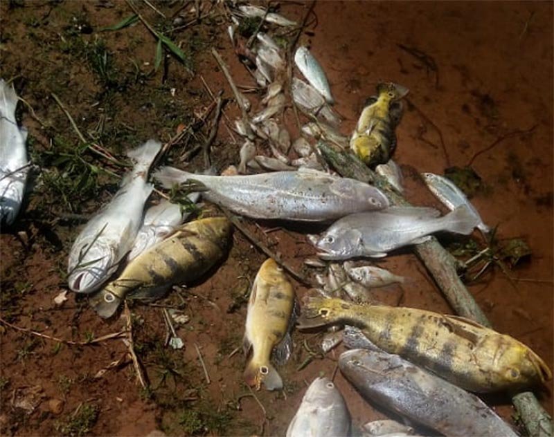 Água do Tietê fica verde e peixes são encontrados mortos