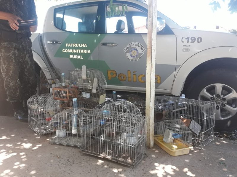 Plantão: PM Ambiental apreende pássaros em gaiolas