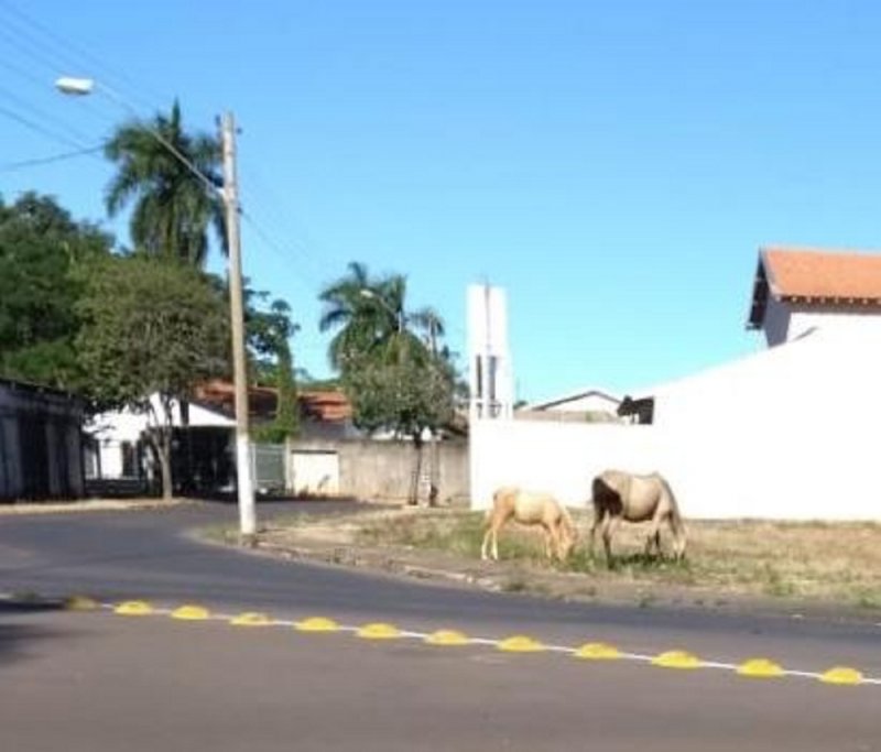 Imagem Not�cia