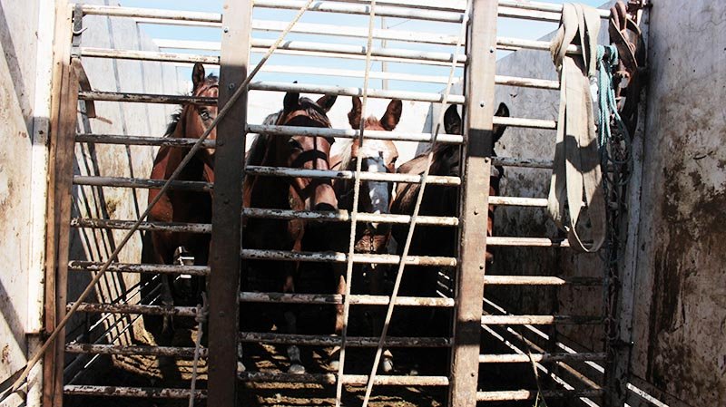 Fiscalização: Nova operação apreende mais animais soltos nas ruas