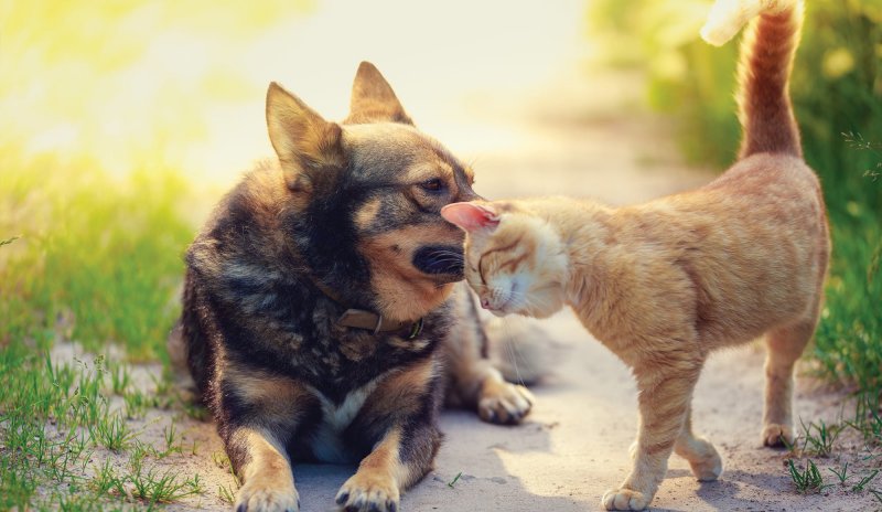 Cães e Gatos: Saúde inicia levantamento para censo animal