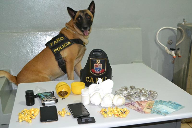Contra o tráfico: Cão farejador encontra drogas na residência de pintor