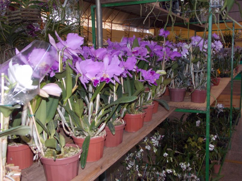 Exposição de orquídeas começa nesta sexta-feira em Penápolis
