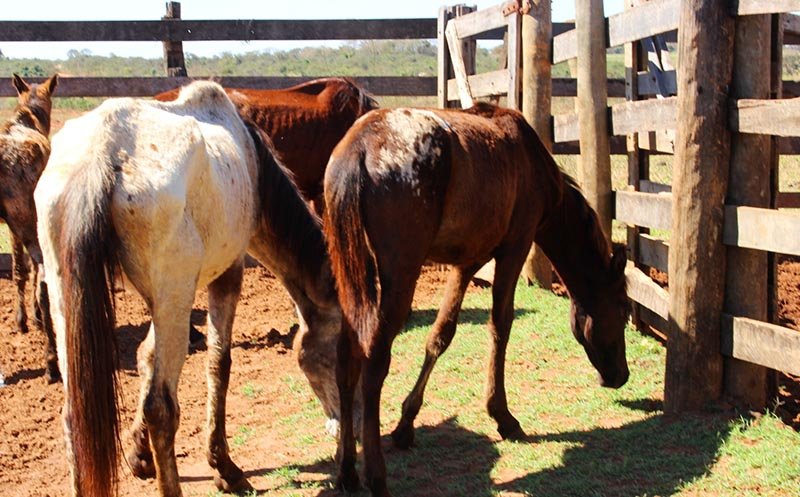 Mais animais soltos na via pública são apreendidos