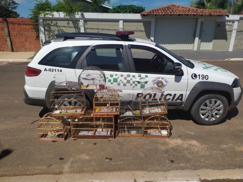 Ajudante é multado depois de ser flagrado com pássaros silvestres