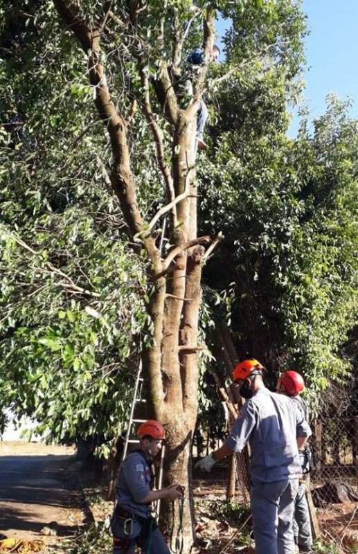 Jardim Alphaville: Bombeiros fazem resgate de homem em árvore
