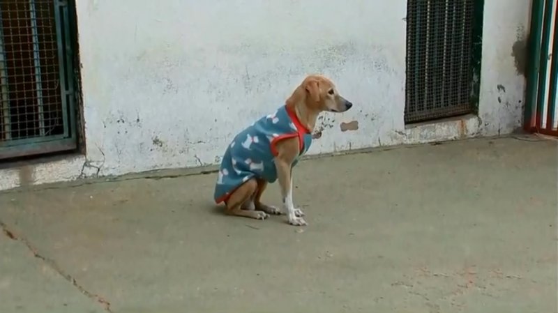 Número de animais abandonados cresce durante a pandemia