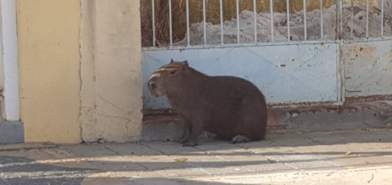 Animal Silvestre circula pelo centro de Penápolis
