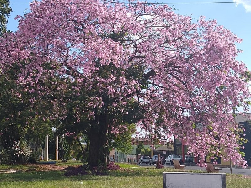 2020: Primavera se estenderá até 21 de dezembro